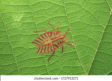 A Red Litter Bug On Green Leaf