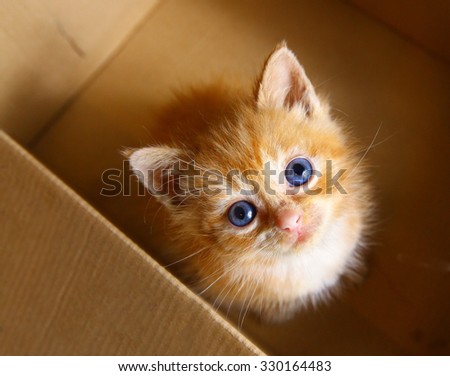 red little blue eye kitten in the box