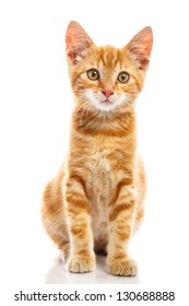 Red little cat on the isolated background