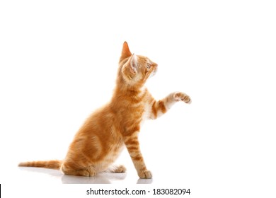 Red Little Cat On The Isolated Background, Studio Shot