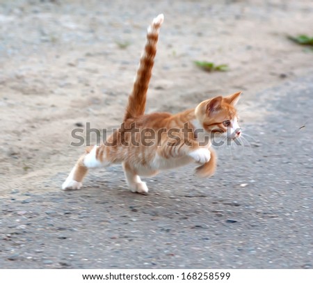Red little kitten hunt by the mosquito on road on sunny day on summer