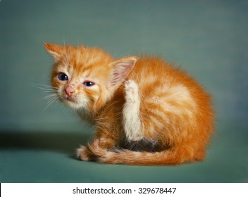 Cat Parasite Images Stock Photos Vectors Shutterstock