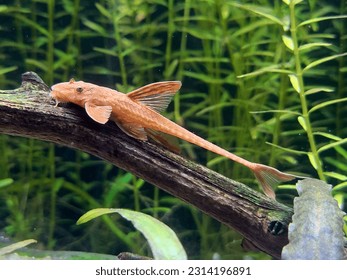 The red lizard catfish on wood in background of water plants