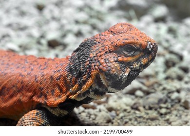 Red Lizard In The Desert Close Up