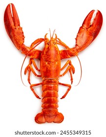 Red Lobster isolated on white, Steam Canadian lobster isolated on white background With clipping path.