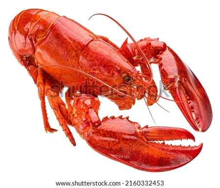 Red lobster isolated on white background, full depth of field