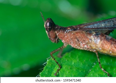 A Red Locust At Danum Valley.