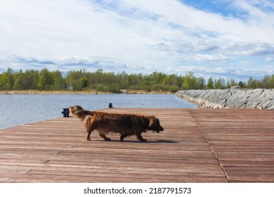 Red Long Haired Dachschund Walking On A Pier On Lake, Weiner Dog Looking Away, Small Long Haired Doxie