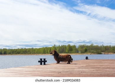 Red Long Haired Dachschund Walking On A Pier On Lake, Weiner Dog Looking Away, Small Long Haired Doxie