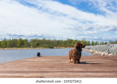 Red Long Haired Dachschund Walking On A Pier On Lake, Weiner Dog Looking Away, Small Long Haired Doxie