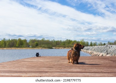 Red Long Haired Dachschund Walking On A Pier On Lake, Weiner Dog Looking Away, Small Long Haired Doxie