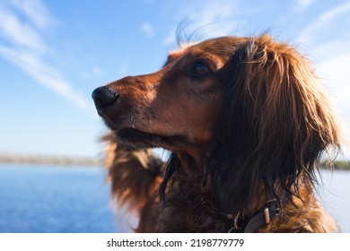 Red Long Haired Dachschund Walking On A Pier On Lake, Weiner Dog Looking Away, Small Long Haired Doxie Portrait