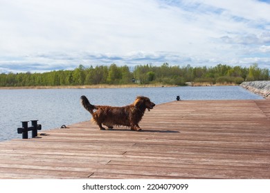 Red Long Haired Dachschund Walking On A Pier On Lake, Weiner Dog Looking Away, Small Long Haired Doxie