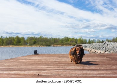 Red Long Haired Dachschund Walking On A Pier On Lake, Weiner Dog Looking Away, Small Long Haired Doxie