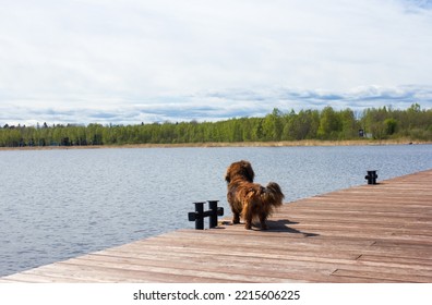 Red Long Haired Dachschund Walking On A Pier On Lake, Weiner Dog Looking Away, Small Long Haired Doxie