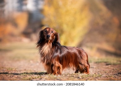 Red long haired dachshund dog portrait autumn mood
				