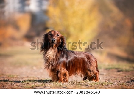Red long haired dachshund dog portrait autumn mood
