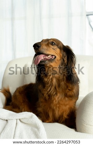 Red long haired dachshund sitting onwhite chair with open mouth tongue out, adorable small sausage dog in bedroom, doxie portrait close up, one friendly hound, domestic pet animal alone