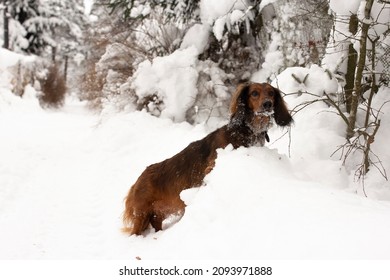 Red long haired dachshund in the snow on winter