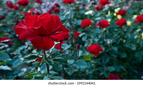 Red Long Stem Rose Bush