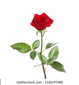 Red Long Stem Rose On White Stock Photo 1142197400 | Shutterstock