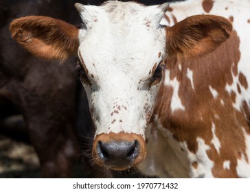 Red Longhorn Calf Close Up.