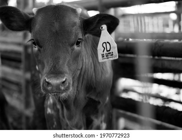 Red Longhorn Calf Close Up.