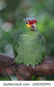 Red Lored Amazon Parrot