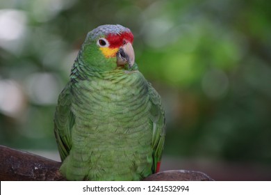 Red Lored Amazon Parrot