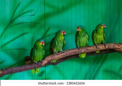 Red Lored Amazon Parrots Sitting Together On A Tree Branch In The Aviary, Tropical Bird From The Amazon Basin Of America