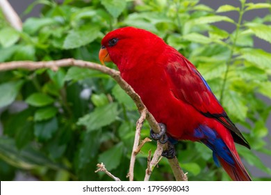 The Red Lory (Eos Bornea) Perched In The Rainforest Tree  On A Tree Branch, A Species Of Parrot In The Family Psittaculidae.