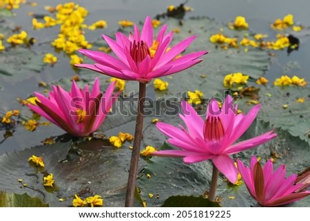 Red lotus flowers bloom in the morning on an abandoned lake