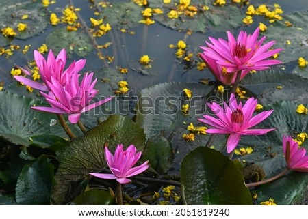 Red lotus flowers bloom in the morning on an abandoned lake