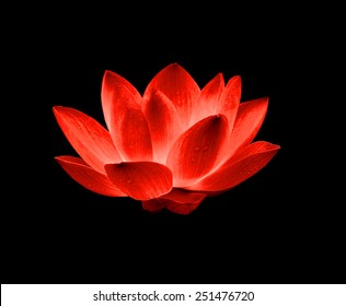 Red lotus isolated on black background.