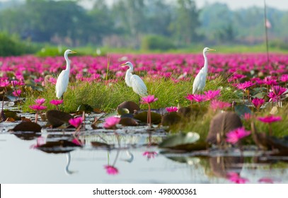 Red Lotus Marine Of Thailand.