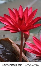 Red Lotus On The River 