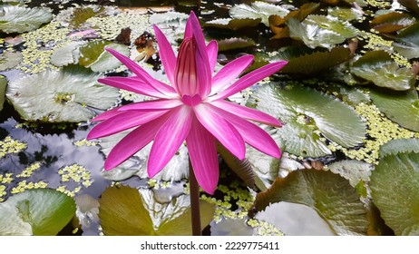 Red Lotus scientific name Nymphaea rubra is the genus name for aquatic plants from the Nymphaeaceae tribe. Rubra Waterlily in the pond. - Shutterstock ID 2229775411