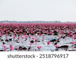 Red Lotus Sea blooms all over freshwater lake. Udon Thani Thailand lagoon. Tourist attraction Beautiful Nature Freshwater for Landscape in morning with fog bright sunlight background along.