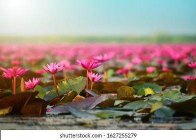 Red Lotus sea , pink water lily bloom with blue sky on the lake Popular tourist spots at Kumphawapi UdonThani Province, Thailand (in Thai called Talaybuadang). Selected focus - Shutterstock ID 1627255279
