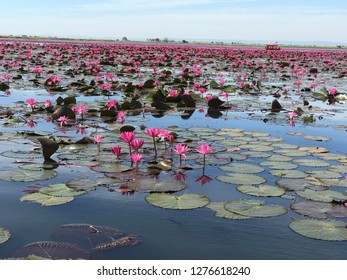 Red Lotus Sea In Udonthani, Thailand