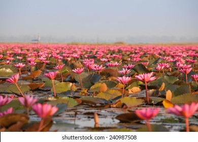 Red Lotus Sea UdonThani ,Thailand ,strange