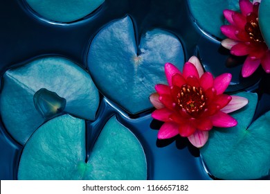 red lotus water lily blooming on water surface and dark blue leaves toned, purity nature background, aquatic plant, symbol of buddhism. - Shutterstock ID 1166657182