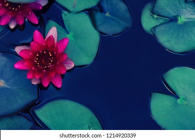 Red Lotus Water Lily Blooming On Water Surface, Purity Nature Background, Aquatic Plant, Symbol Of Buddhism.