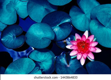 Red Lotus Water Lily Blooming On Water Surface And Dark Blue Leaves Toned, Purity Nature Background, Aquatic Plant, Symbol Of Buddhism