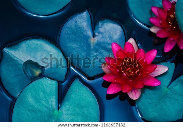 red lotus water lily blooming on water surface\
and dark blue leaves toned, purity nature background, aquatic\
plant, symbol of buddhism.