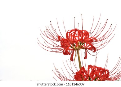 Similar Images, Stock Photos & Vectors of red poppy closeup, isolated ...