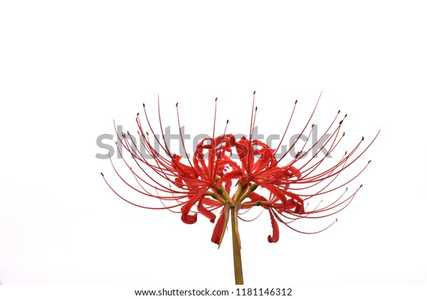Red lycoris\
flower