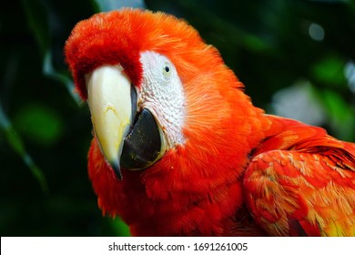 Red Macaw At Animal Rescue Center In Costa Rica