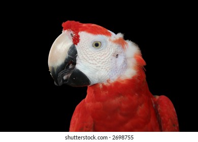 118 Jamaica Parrots Images, Stock Photos & Vectors | Shutterstock