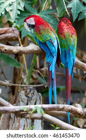 Red Macaw, Green-winged Macaw, Green Wing Macaw.